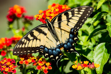 Beautiful Yellow Swallowtail on Red lantana. this particular butterfly only wanted to eat from the red Lantana