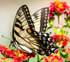 Beautiful Yellow Swallowtail on Red lantana. this particular butterfly only wanted to eat from the red Lantana