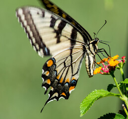 Beautiful Yellow Swallowtail on Red lantana. this particular butterfly only wanted to eat from the red Lantana