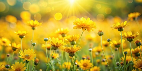 Fototapeta premium Beautiful yellow flowers field under the sunshine bokeh background, yellow, flowers, field, beautiful, sunlight, bokeh