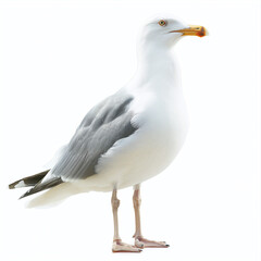 Fototapeta premium seagull close-up stock image, isolated on a white background, seagull Generative AI.