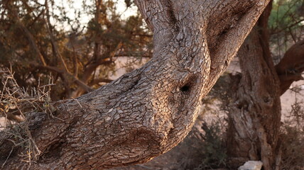 Argan Tree in Moroccan Landscape with Rough Bark and Arid Environment, Essential for Argan Oil Production, Argan Skincare, Argan Hair Oil, Argan Cosmetics, and Organic Argan Benefits