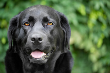 Portrait of a black labrador retriever dog. Pet dog on a green background.