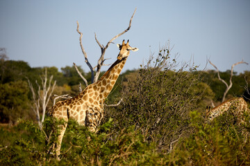 Giraffes are the tallest land animals on Earth, known for their long necks, distinctive spotted coats, and gentle demeanor. Native to the savannas and open woodlands of Africa.