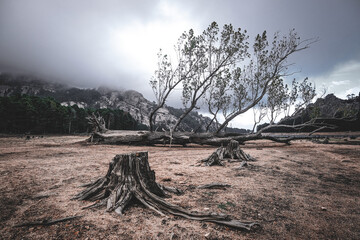 Forêt de L'Ospedale - Furesta di U Spidali, Porto-Vecchio, Corsica, France, wasteland, tree, sand, dull, bleak, dreary, barren, mouintains, lake, panorama