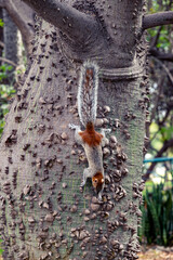 Squirrel runs on the branch of the tree. 