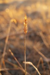 Fototapeta premium A grain of wheat in the shape of an arrow, golden yellow in color, with the background being a vast field under bright sunlight