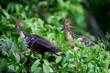 The tranquil waters of the lake and the dense greenery highlight the hoatzin's unusual beauty and the rich biodiversity of the Amazon rainforest.