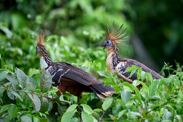 The tranquil waters of the lake and the dense greenery highlight the hoatzin's unusual beauty and the rich biodiversity of the Amazon rainforest.