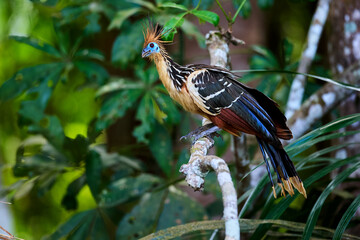 The tranquil waters of the lake and the dense greenery highlight the hoatzin's unusual beauty and the rich biodiversity of the Amazon rainforest.