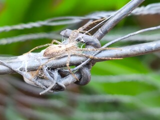 Spider on a branch