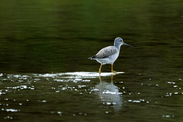 Greater Yellowlegs wades through the river channel looking for prey.