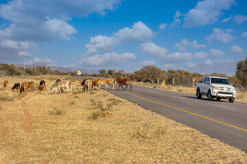 cattle crossing the road, danger for the incoming traffic, high risk insurance claims, south africa...