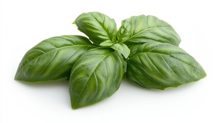 Fresh Green Thai Lemon Basil Leaves Isolated on White Background