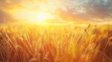 Obraz premium Golden Wheat Field at Sunrise with Soft Clouds
