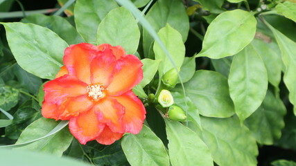 red and white flower