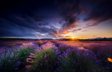 Fototapeta premium A vast lavender field stretches out before a fiery sunset, with dramatic clouds painting the sky.