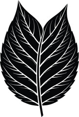 Ash tree leaf. Vector linear illustration. Outline, silhouette, and line art drawings isolated on a white background