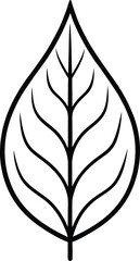 Ash tree leaf. Vector linear illustration. Outline, silhouette, and line art drawings isolated on a white background