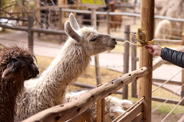 Llamas are domesticated animals that have been used by Andean cultures for centuries as pack...