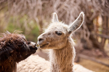 Llamas are domesticated animals that have been used by Andean cultures for centuries as pack animals and for their wool. They belong to the camelid family, which is also referred to as "auquénidos"  © Beto Santillan