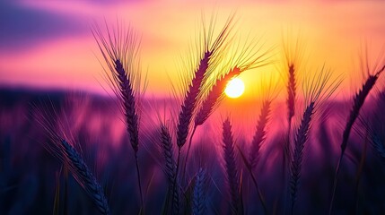 Naklejka premium Serene Sunset Over Wheat Field Silhouettes