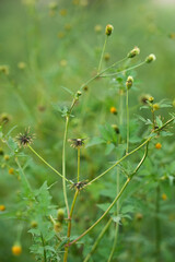 Seeds of Bidens Pilosa bushes 
