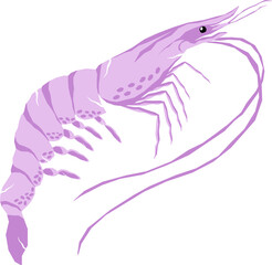 illustration of shrimp