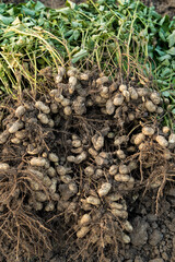 fresh harvested peanuts with roots in a field. harvest of peanut plants.