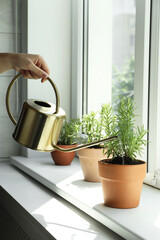 Woman watering aromatic green rosemary at windowsill, closeup
