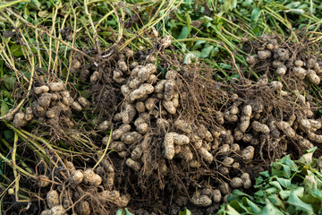 fresh harvested peanuts with roots in a field. harvest of peanut plants.