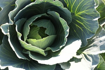 Fototapeta premium Green cabbage growing in field on sunny day, closeup