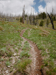 Obraz premium Bike trail through burn area and pine trees in Salmon National Forest in Idaho near Gibbonsville