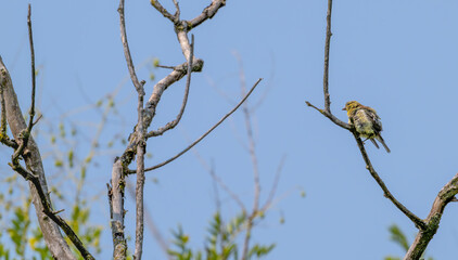 American goldfinch perched on a bare branch, its feathers puffed up around it.