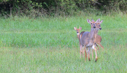 Small herd of  red deer standing in a field staring at the camera.