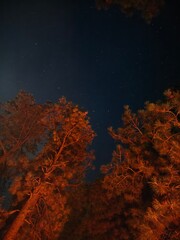  The forest and night sky