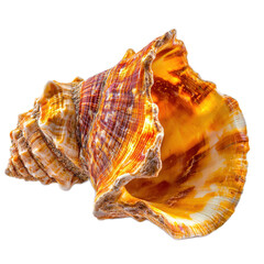 Fototapeta premium Beautiful Seashell in Realistic Photography