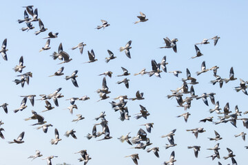 Cockatiels in flight