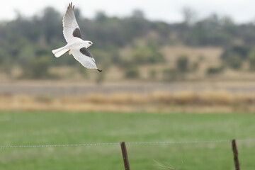 Black-shouldered Kite