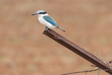 Red-backed Kingfisher