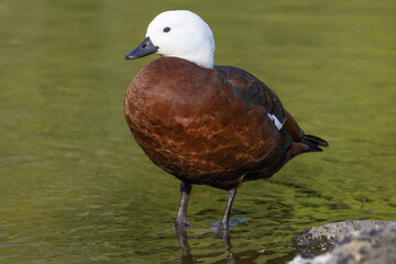 Paradise shelduck