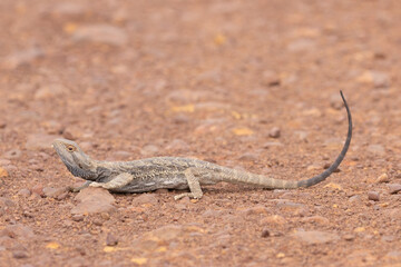 Central Bearded Dragon