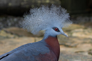 Crown Pigeon