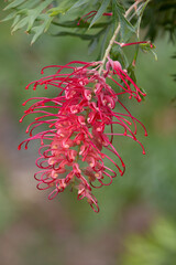 Grevillea Ned Kelly
