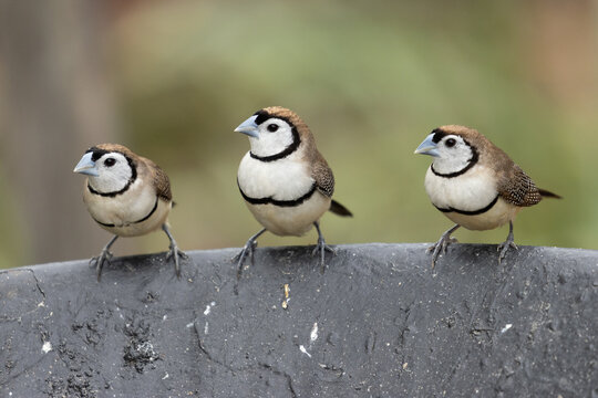 Double-barred Finch