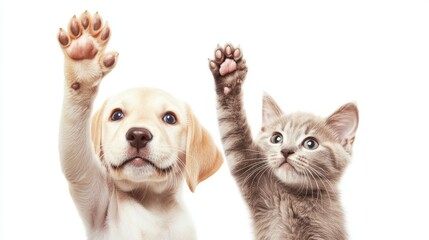 Fototapeta premium A Puppy and Kitten Pawing Up at the Camera