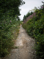 Fototapeta premium Bike trail in Walker Valley OHV area in summer near Seattle Washington through purple flowers