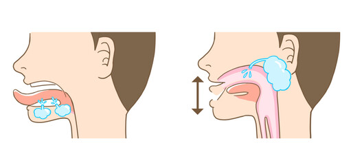 耳下腺、顎下腺、舌下腺、唾液腺、唾液の出る場所のベクターイラスト