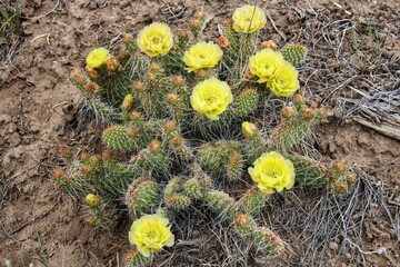 Great Plains Prickly Pear Cactus in Bloom, Late June in Wyoming. © LMSwanson