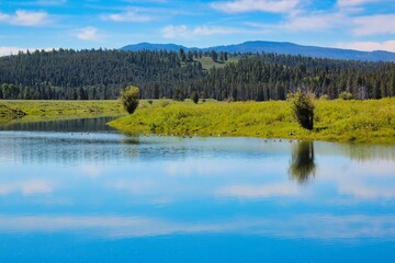 Canadian Geese Near Oxbow Bend in Grand Teton National Park in Wyoming.